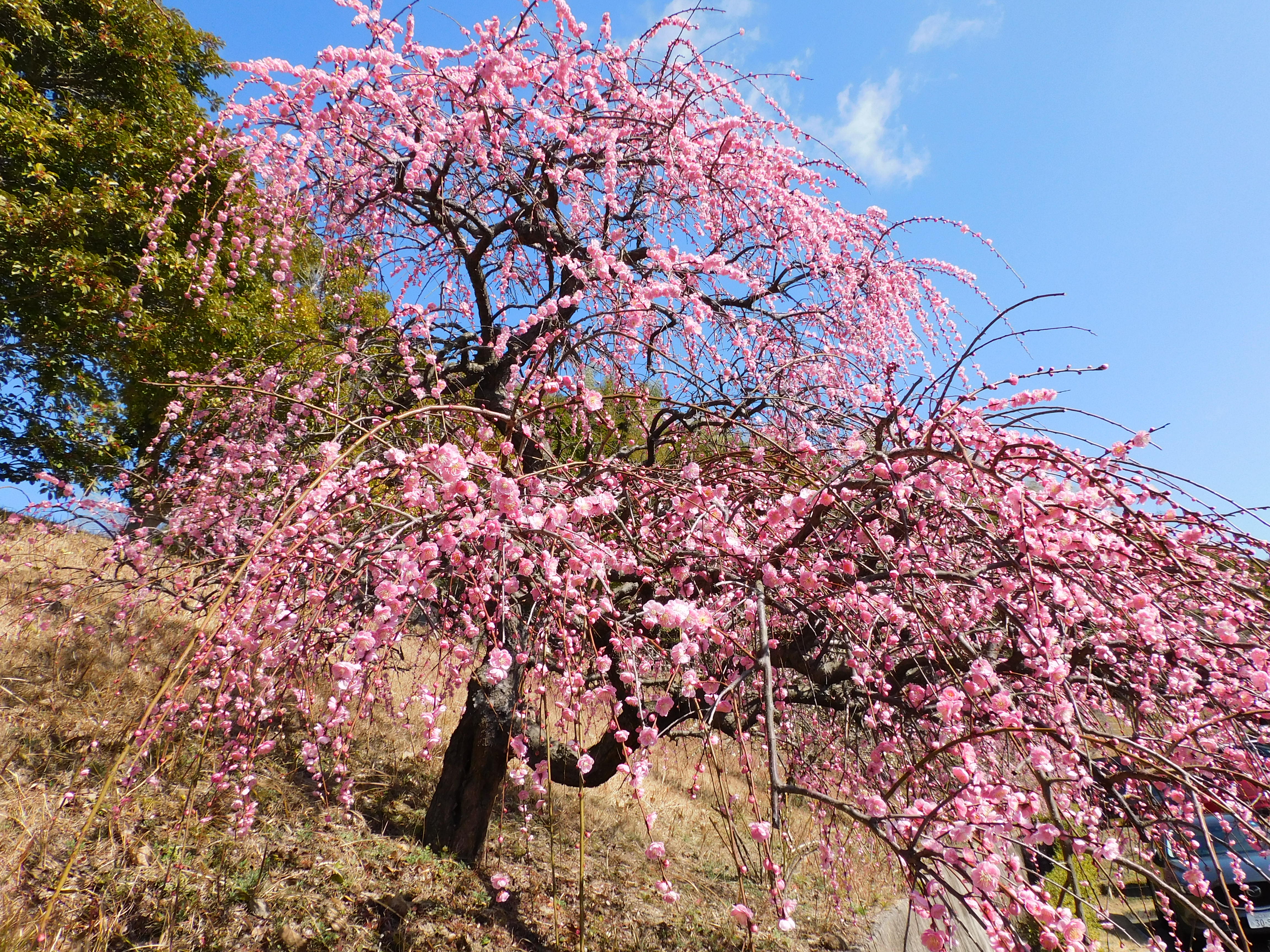 DSCN2749-2.jpg